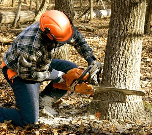Tree Removal in Little Orleans, MD